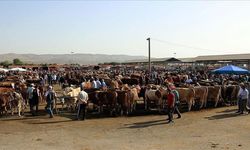 Şap hastalığı nedeniyle kapatılan hayvan pazarlarının açılmasına devam ediliyor
