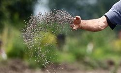 Türk tohumculuk sektörünün hedefi dünyada ilk 5'e girmek
