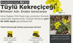 'Tüylü Kekreçiçeği' yeni tür olarak bitki florasına eklendi