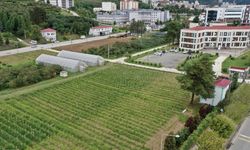Yüksek verimlilik ve dona dayanıklılık için 4 binin üzerinde fındık bitkisi incelenecek