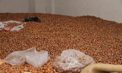 Fındık fiyatları yükselişe geçti: 50 randıman 300 TL