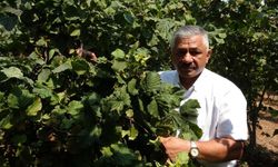 Fındık fiyatlarında son durum