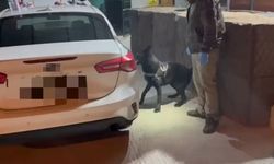 Narkotik dedektör köpeği aracın döşemesine gizlenmiş uyuşturucu buldu: 3 gözaltı