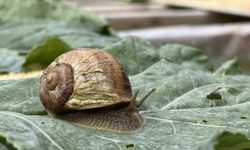 Çiftliğinde elde ettiği salyangoz özünü kozmetik sektörüne taşıdı