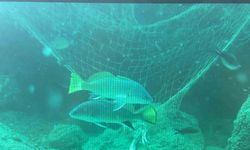 Denizlerin sessiz katili: Hayalet ağlar