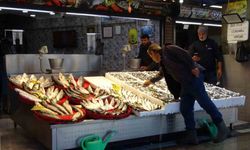 Palamut sezonu başlamadan bitti, umutlar seneye kaldı