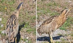 Nesli Tükenmekte Olan Güney Amerika Balabanı Artvin’de Görüldü