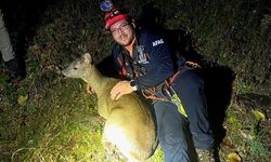 Dereye Düşen Yaralı Karaca Kurtarıldı