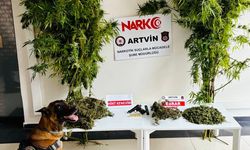 Borçka’da Kenevir Operasyonu: 5 Şüpheliye Tahkikat