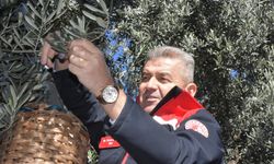 Demirkent’te Zeytin Hasadı Başladı