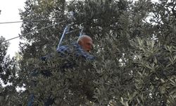 Butko Zeytini Emekle Sofralara Ulaşıyor