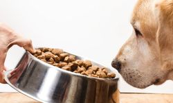 YETİŞKİN VE YAVRU KURU KÖPEK MAMASI MAL ALIMI