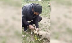 Yavru Köpeğin Merakı Kırılan Testi ile Son Buldu