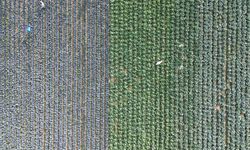 Bafra Ovası'nda sebze tarla günü etkinliği yapıldı