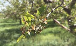 Bu yıl yaşanan zirai don nedeniyle üreticilere 23 milyar liralık hasar tazminatı ödendi