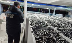 Doğu Karadeniz'de Hamsi Büyüklüğü ve Bolluğuyla Yüzleri Güldürüyor