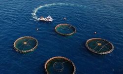 Doğu Karadeniz'den 10 ayda 29 ülkeye su ürünü ihraç edildi