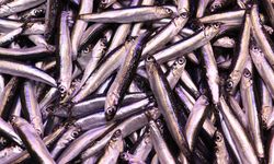 Trabzon'da hamsinin kilogramı 100 liraya yükseldi