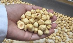 Türkiye, fındık ihracat sezonunun ilk iki ayında 351 milyon doları aşkın gelir sağladı