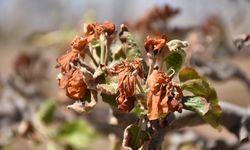 Zirai dondan etkilenen üreticilere 798 milyon lira yeni destek ödemesi