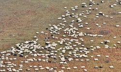 Zirvedeki Saveriksa Yaylası'nda besicilerin mesaisi sürüyor