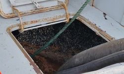 Araklı Limanı’nda hafta sonu hamsi yoğunluğu