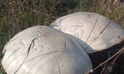 Doğada büyüyen dev mantarlar şaşkına çevirdi