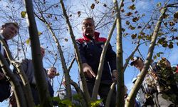 Fındıkta çok dal, çok fındık anlamına gelmiyor