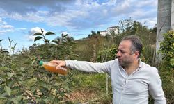 Kadife çiçeği ve soğanla kahverengi kokarcaya doğal çözüm