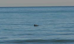 Ordu’da Yunus şöleni: Balık avı kameralara yansıdı