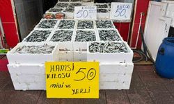 Rize’de hamsinin fiyatı sevenlerinin yüzünü güldürüyor