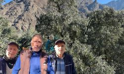 Butko Zeytini Hasadı Devam Ediyor