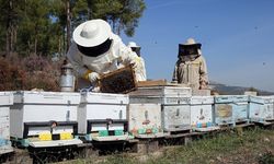 Arıcılara mesleki standart geliyor
