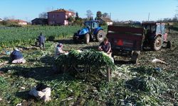 Bafra Ovası'nda pırasa hasadına başlandı