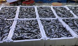 Rize'de hamsinin kilogramı 100 liradan satılıyor
