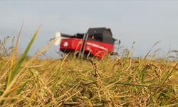 Tarım sigortaları kapsamında kasımda üreticilere 4,2 milyar lira hasar tazminatı ödendi