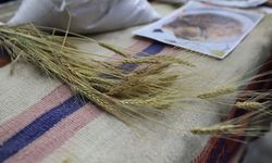 Bölgenin değeri: Ardahan Kavılcası