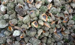 Karadeniz için en büyük iki tehdit: 'Deniz salyangozu ve taraklı medüz'