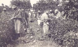 Ortaya çıkan arşiv Türk Çayı'nın tarihine ışık tutuyor