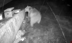 Trabzonlunun anons sistemi ayıyı korkup kaçırttı