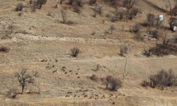 Yaban keçileri tek tek sayılıyor