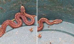 Doğu Karadeniz'de Ayılardan Sonra Yılanlar Da Kış Uykusuna Yatmadı