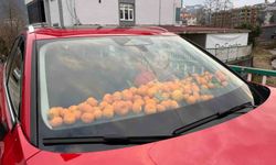 Artvin'de Mandalina Bereketi Torpidoya Taştı