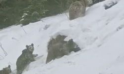 Artvin'de Kış Uykusuna Yatmayan 4 Boz Ayı Kamerada