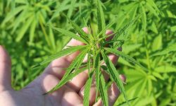 Kenevir üretimi ve denetimine ilişkin esaslar yeniden düzenlendi