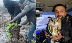 Ardanuç'ta Tellere Takılan Baykuşu İl Özel İdaresi Ekipleri Kurtardı