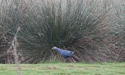 Kızılırmak Deltası zengin biyoçeşitliliği ile farklı türlere ev sahipliği yapıyor