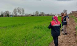 Çarşamba'da fenolojik gözlem ve destekleme çalışmaları