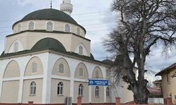 Samsun'da asırlık çitlembik ağacı için 'koruma' çağrısı