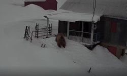 Sis Dağı'nın davetsiz misafiri: Koca ayı evleri mesken tuttu